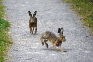 Brown Hare encounters and W.s Bluethroat news